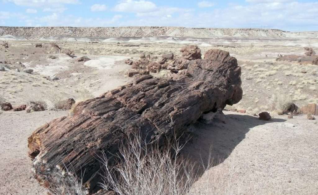 Madera Petrificada cerca del Monte Ararat en Turquia